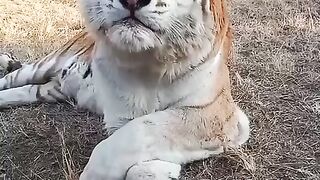 Lion The lion got cold
