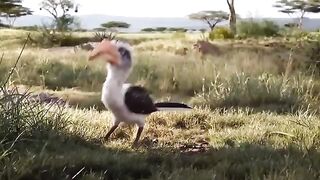 The Lion King part 2