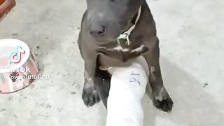 Funny Animals