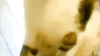 Must fanny videos.animals.