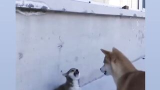 Funny video