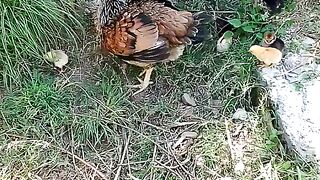 Chicken with cute baby