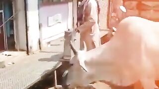 Human Kindness with animals video