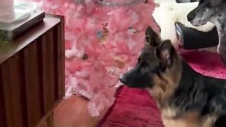 Fanny videos.animals