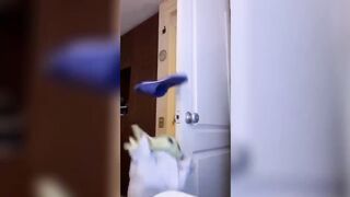 Best try not Laught Compilation