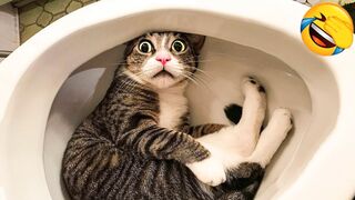 Funniest Animal - Best Of The 2022 Funny Dogs And Cats Videos #2