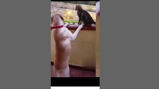 Best Funny Animal Videos Of The 2023try not to laugh