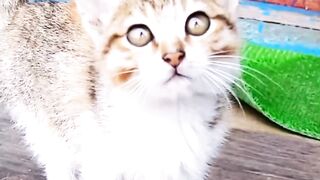 funny cats versus dogs ???? - ???? #animals fight #dog #cat