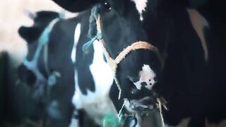 Cow_Dog_Cat_Horse_Zebra