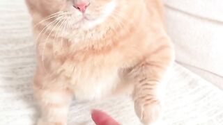 Funny cat 373