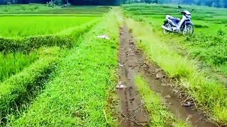 Green Rice Field and Mountain Landscape