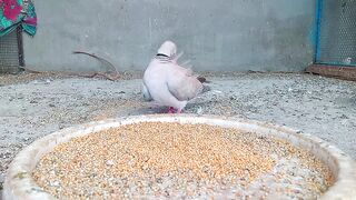 Beautiful Birds sound 😍😍😍