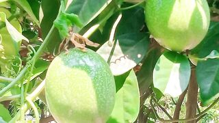 Fruit....