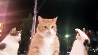 cats dancers