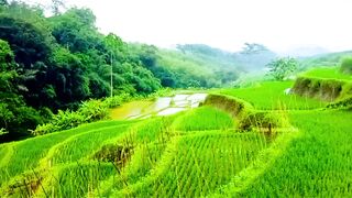 Tranquil Rice Terraces and Countryside Symphony