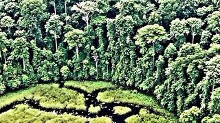 Hidden in the blackwater forests of Borneo… 🌿🐟