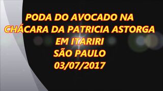 571 ) PODA DO AVOCADO