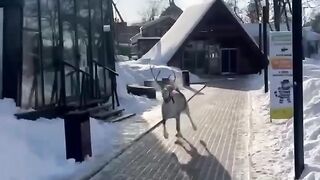A Beautiful Deer Running Through a Snowy Wonderland 🦌❄️