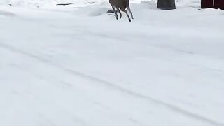 A Deer Wandering Through a Snow-Covered Neighborhood ❄️🦌