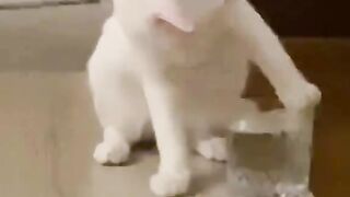 Apa yang sedang kucing itu lakukan