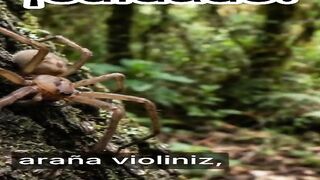 ¿Y si te pica una araña violinista?