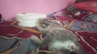 kitten 14