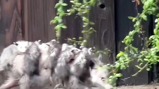 Olha o que essa mãe gambá faz por suas crias