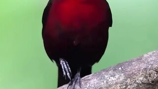 The Most Beautiful Nectar Sucking Birds in Slow Motion - Hummingbird & Sunbird Feeding on Flowers