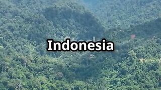 Indonesia forest,Sumatra jungle