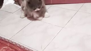 kucing imut 2