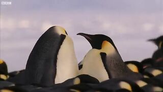 Penguin Chicks Struggle.mp4.2026
