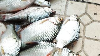 Mancing tawes