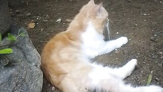 Koneng Cat