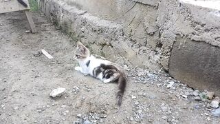 Cute Cat 58
