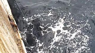 Big squid fishing !!