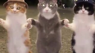 Kucing joget 4