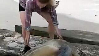 Couple Saves Massive Turtle Stuck On Rock