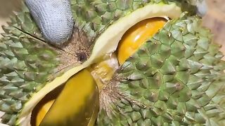 Durian Montong Medan premium
