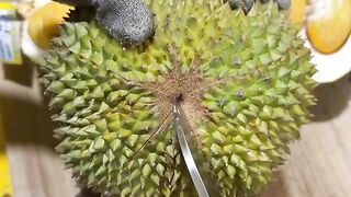 Durian Montong 3