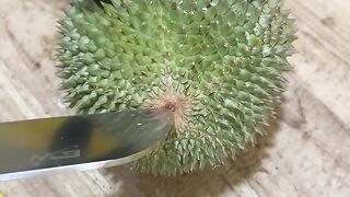 Durian montong 7