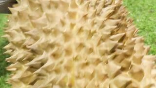 Durian montong 10
