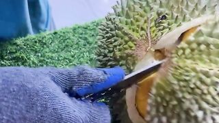 Durian montong 11