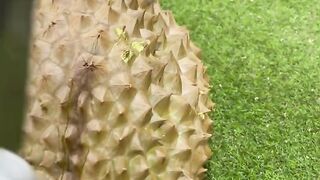 Durian montong 12