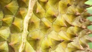 Durian 11