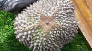 Durian Montong 6