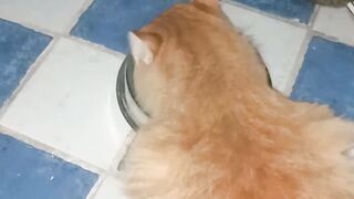 My pets 5