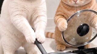 Cat comedy 3