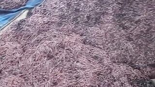 PANEN CACING SEGUNUNG! Usaha Rumahan Modal Karung Bekas Cuan Jutaan 😱