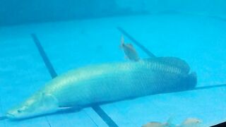 River fish 2