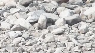 So Cute White Dove Bird Sitting on Branch | Beautiful Bird Video